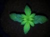 Supernatural Og Day 14.jpg