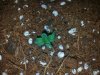 Triangle x Ripleys Og 3 Days old.jpg