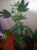 Candy Kush The Spear Pheno 1 (1).jpg
