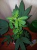 Candy Kush The Spear Pheno 1 (2).jpg