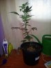 Candy Kush The Spear Pheno 1 (3).jpg