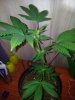 Candy Kush The Spear Pheno 2  (1).jpg