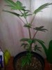 Candy Kush The Spear Pheno 2  (2).jpg