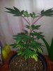 Kinky Cheese Sweetshop Pheno 1  (2).jpg