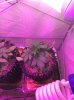 IMG_0068.jpg IMG_0068.jpg