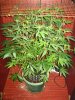 Nw's collection DWC wk3 030.jpg
