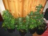Nw's collection DWC wk3 013.jpg