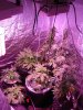 Nw's collection DWC wk3 031.jpg