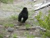 bear6.jpg bear6.jpg