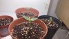 3 Sour Diesel Auto Vegi Tag 7 (1).jpg 3 Sour Diesel Auto Vegi Tag 7 (1).jpg
