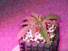 IMG_0531.jpg