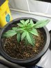 plant_01_Day14_b_20150314.jpg