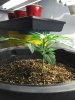 plant_01_Day14_d_20150314.jpg
