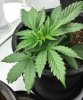 plant_01_Day18_bbb.jpg