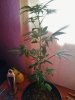 Candy Kush Clone 1  (1).jpg
