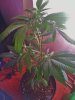 Candy Kush Clone 1  (2).jpg