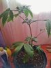 Candy Kush Clone 2  (1).jpg