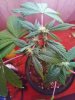Candy Kush Clone 2  (2).jpg