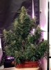 budporn00.jpg budporn00.jpg