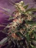 budporn1.jpg budporn1.jpg