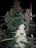 budporn01.jpg budporn01.jpg