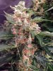 budporn2.jpg budporn2.jpg
