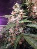budporn3.jpg budporn3.jpg