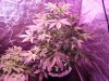 SourDMango's DWC Day33 014.jpg