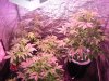 SourDMango's DWC Day33 011.jpg