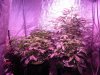 SourDMango's Day33 b 003.jpg