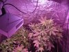 SourDMango's Day33 b 009.jpg