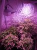 SourDMango's Day33 b 011.jpg