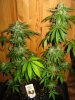 SourDMango's Day33 b 013.jpg