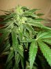 SourDMango's Day33 b 016.jpg