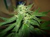 SourDMango's Day33 b 020.jpg