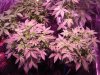 SourDMango's Day33 b 002.jpg