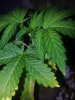 Supernatural Og Day round day 20 Stunted (2).jpg