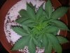 Chemdogging Female 1 Day 24 (1).jpg