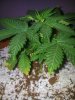 Chemdogging Female 1 Day 24 (2).jpg