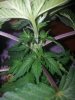 Chemdogging Female 1 Day 24 (3).jpg
