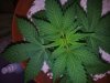Chemdogging Female 2 Day 24  (1).jpg
