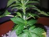 Chemdogging Female 2 Day 24  (3).jpg