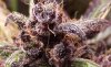 TaNg's BB Kush Dragon.jpg
