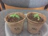 15 days-a.jpg 15 days-a.jpg