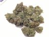 Week11.BlueCheeseBuds 001.jpg Week11.BlueCheeseBuds 001.jpg