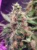 top bud3.jpg