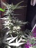 4-2-2015 lucy in the sky with diamonds 001.jpg