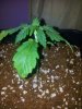 SODK x Ripleys 1 day 11 (2).jpg