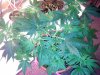 20150403_130051.jpg 20150403_130051.jpg