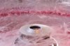 cotton candy machine.jpg